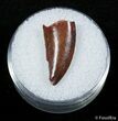 Beautiful Dromaeosaur Tooth From Morocco #2866-1